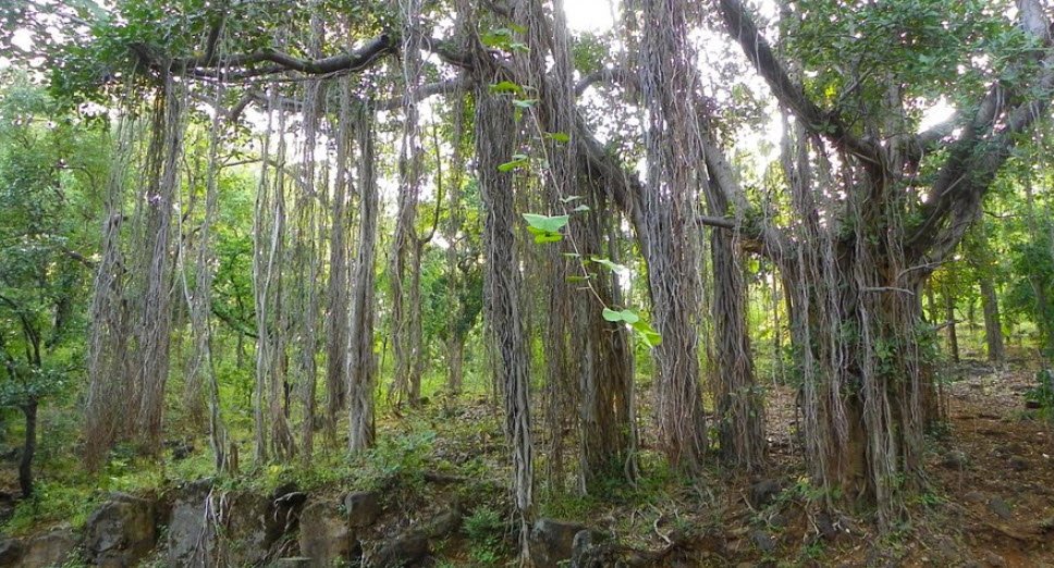 Gugamal National Park, Amravati, Maharashtra - Vushii.com